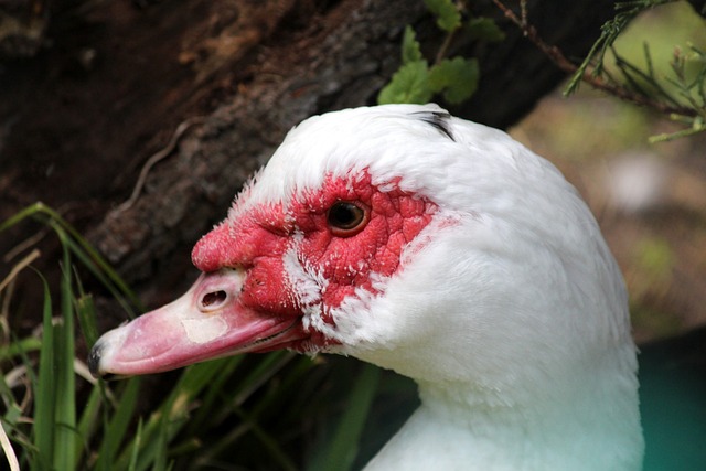 莱万：我经常带伤上场，肋骨骨折也硬撑；不着急决定未来