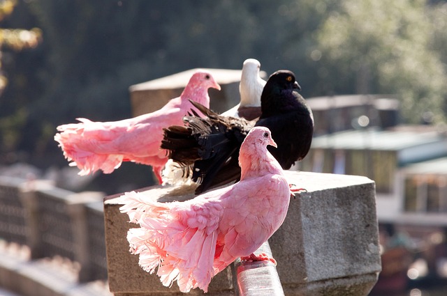 半场战报：迈阿密国际2-0纳什维尔，梅西双响